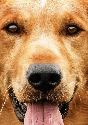 A Dogs Purpose T-Shirt