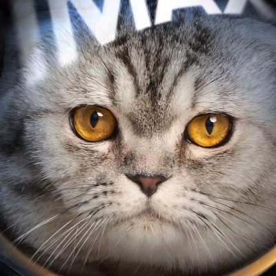 Argylle Cat Imax Movie Poster #4152402