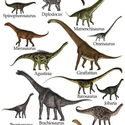 Dinosaur Chart Poster