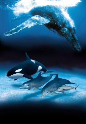 Dolphins And Whales T-Shirt A12414