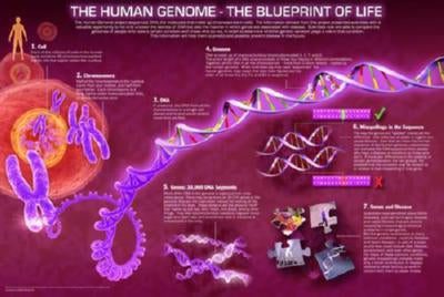 Human Genome T-Shirt A20199
