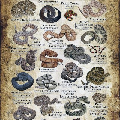 Snakes Poster 24X36 24"X36" #272502