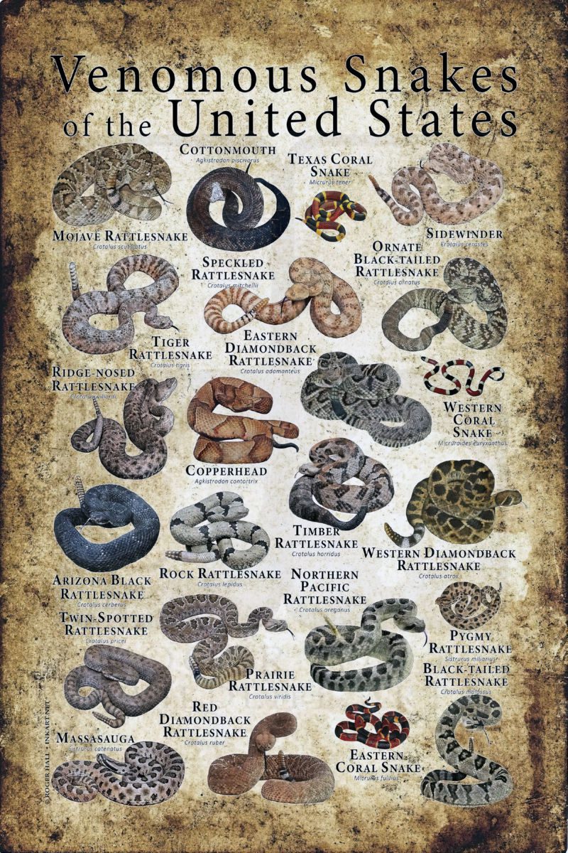 Snakes Poster 24X36 24"X36" #272502