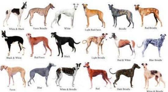 Dogs Greyhound Color Chart Mouse Pad Mousepad