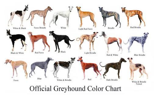 Dogs Greyhound Color ChT-Shirt A17994