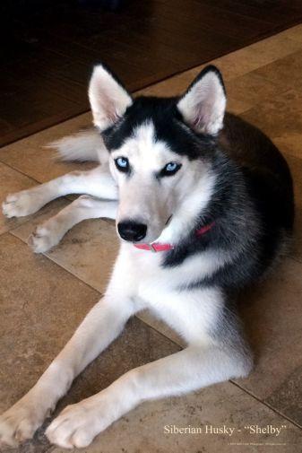 Dogs Siberian Husky T-Shirt A20384